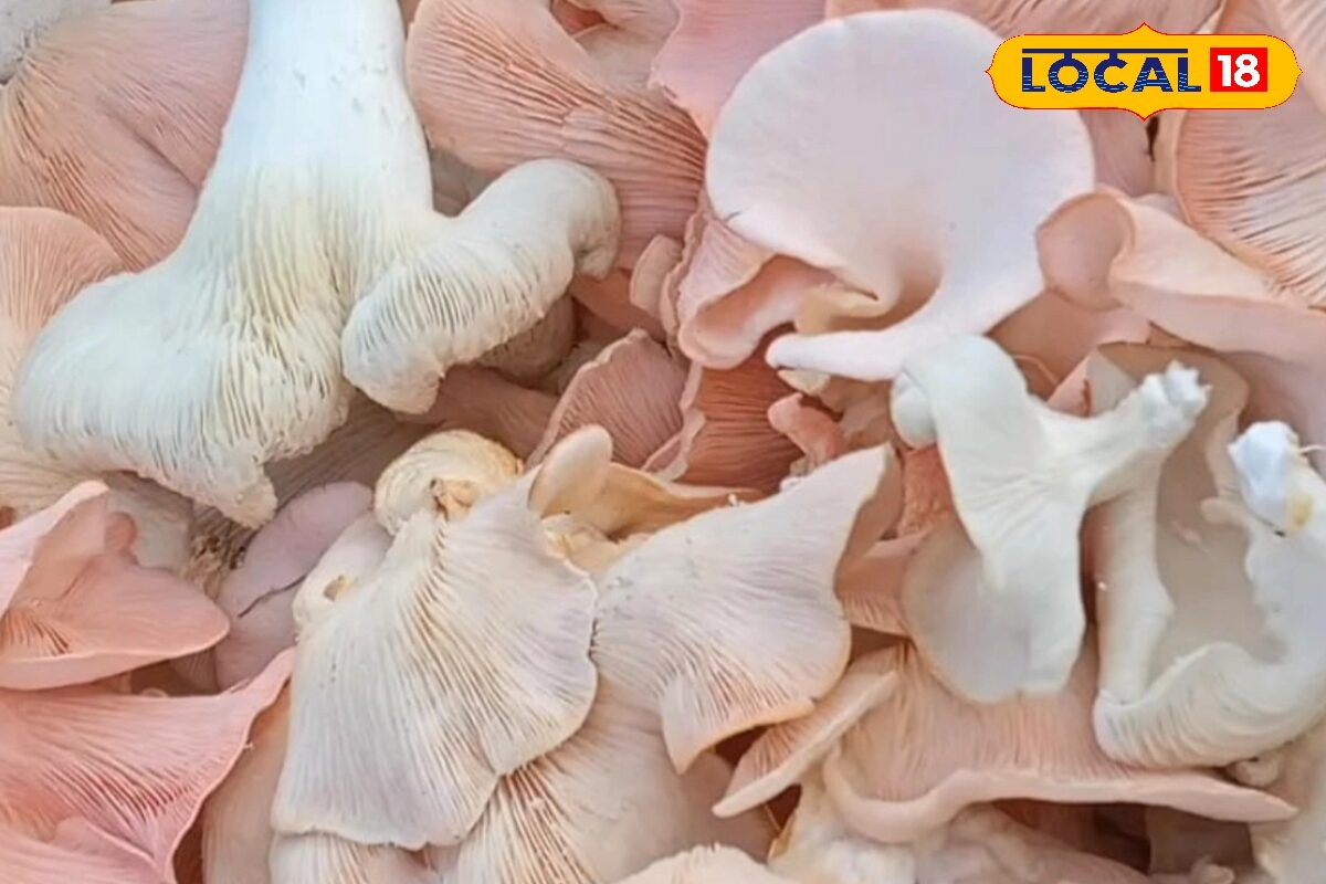 फूड प्रोसेसिंग बिजनेस क्षेत्र में बनाए पहचान, उद्यान विभाग दे रही 35% अनुदान, बैंक ब्याज में 6% छूट, जाने प्रोसेस