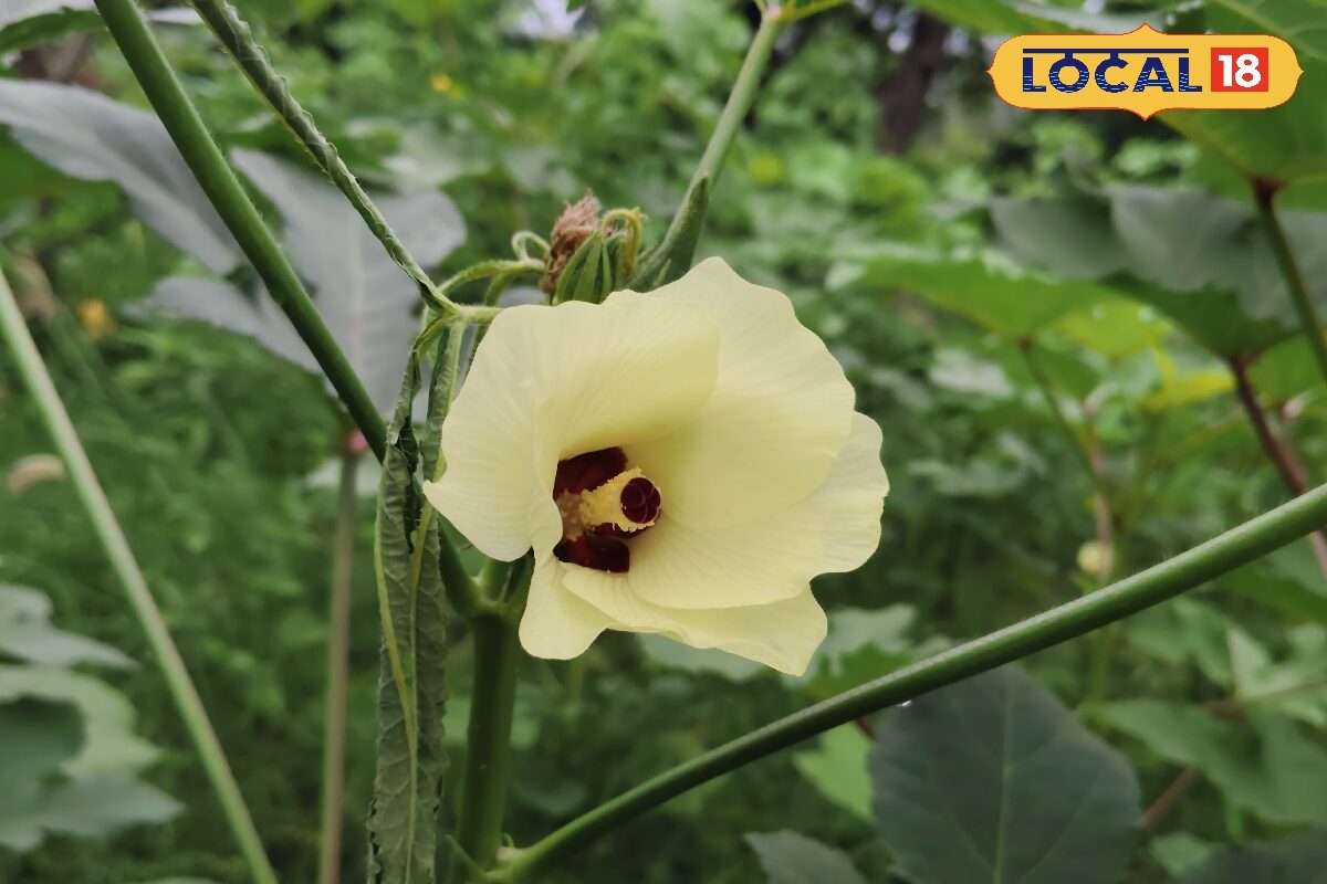 फल छेदक, कटुआ कीट, यलो वेन मोजेक वायरस भिंडी के लिए हैं खतरनाक, एक्सपर्ट ने दिये बचाव के टिप्स