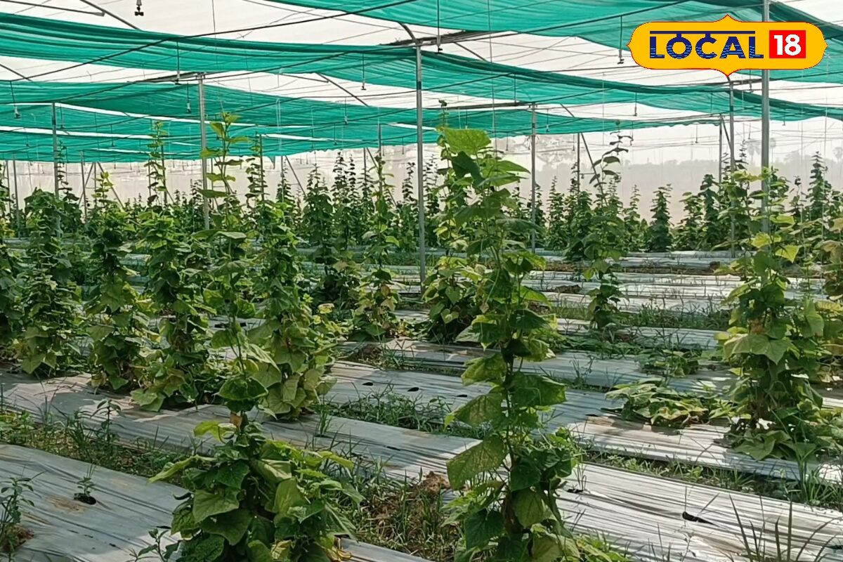 Agri Tips: खीरे की खेती से होना है मालामाल? तो लगाएं यह खास वैरायटी, 30 दिन में 30 क्विंटल की बंपर पैदावार