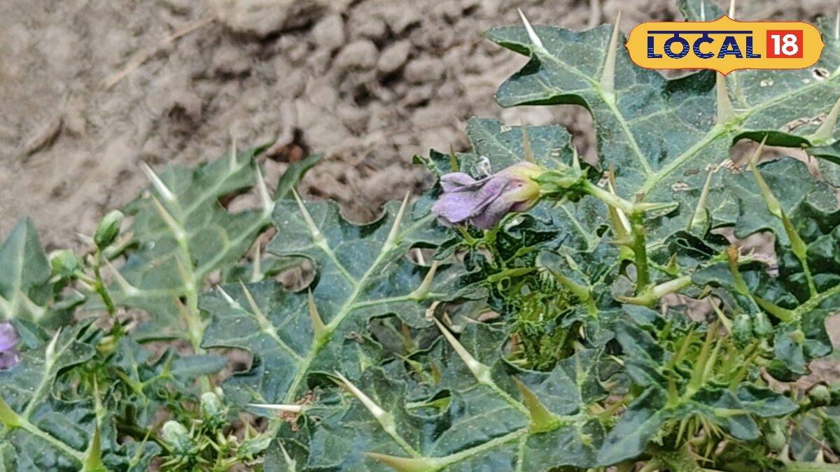 सर्दी-जुकाम और बुखार में असरदार है कंटकारी, औषधीय गुणों से भरपूर, घर पर तैयार करें काढ़ा, एक्सपर्ट ने बताया सर्दी-जुकाम और बुखार में असरदार है कंटकारी, औषधीय गुणों से भरपूर, घर पर तैयार करें काढ़ा, एक्सपर्ट ने बताया
