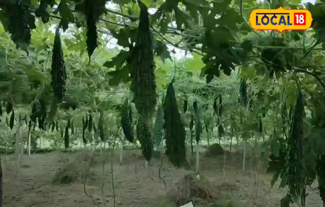 Agri Tips: खेत में मचान, जेब में लाखों! 8वीं पास दीपू ने बदली करेले खेती की सूरत, सीजन में 5 लाख से अधिक कमाई