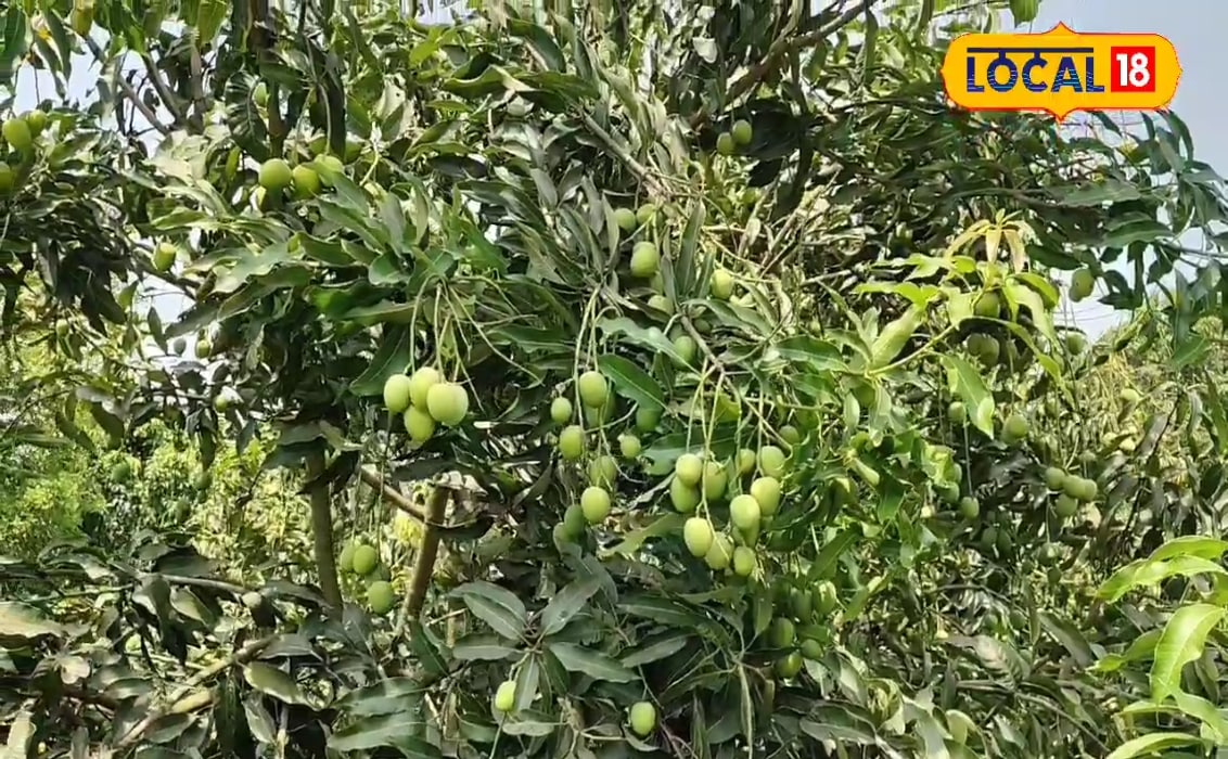 गोंडाः मनकापुर में दुर्लभ आम की किस्मों याकूती जर्दालू अनवर रटौल से बाग को सजाये हैं प्रवीण सिंह जाने