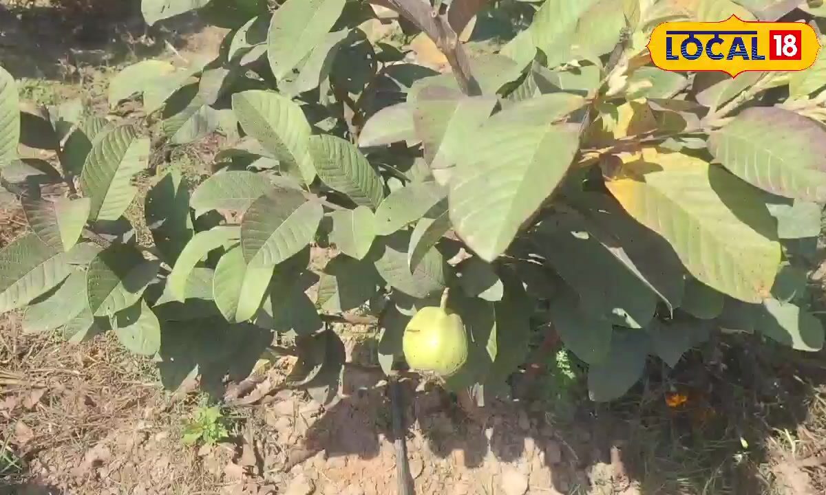 15 एकड़ में L-49 अमरूद का बगीचा एक साल में दो बार फल का उत्पादन लाखों में कमाई