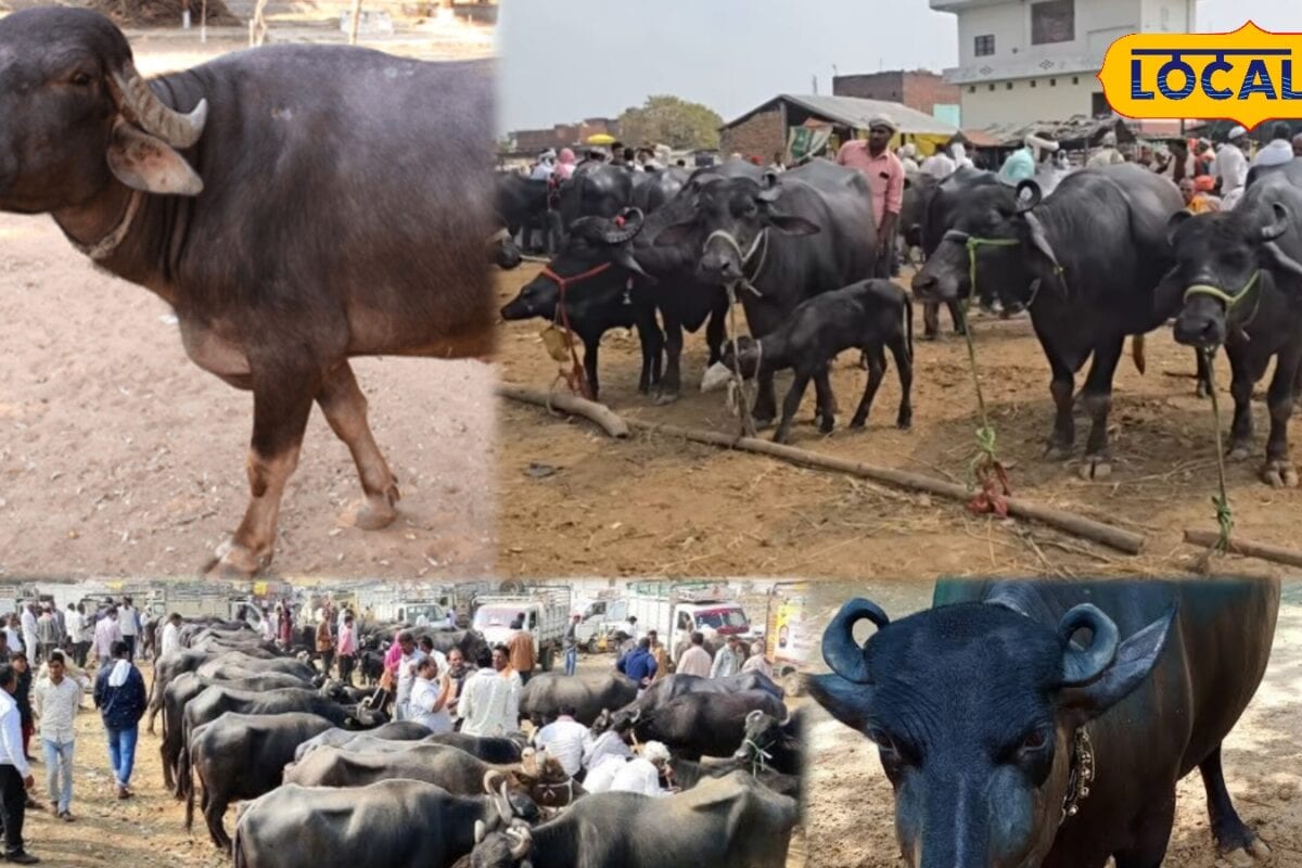 Animal Husbandry : डेयरी का बिजनेस शुरू करना है घर पर इस किस्म की भैंस का करें पालन देती है बाल्टी पर दूध