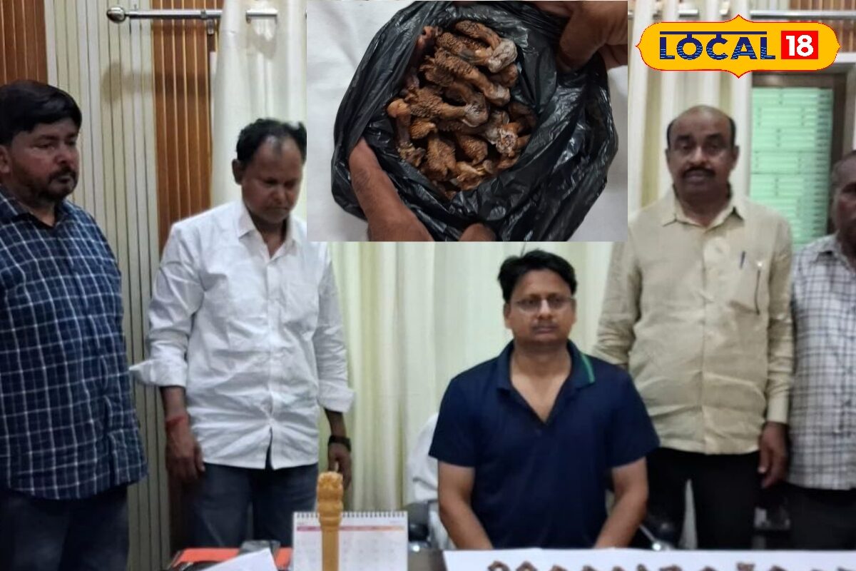 आजमगढ़ में वन विभाग की छापेमारी, निजी होटल से दुर्लभ मॉनिटर लिजार्ड के 24 सूखे हेमीपेनिस बरामद, दो तस्कर गिरफ्तार, बड़ा नेटवर्क बेनकाब