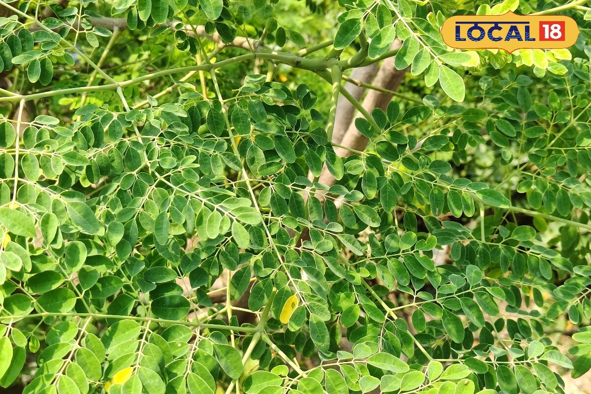 सब्जी एक और फायदे अनेक! डायबिटीज-कैंसर से बचाए वजन घटाए जानिए सहजन के चमत्कारिक गुण