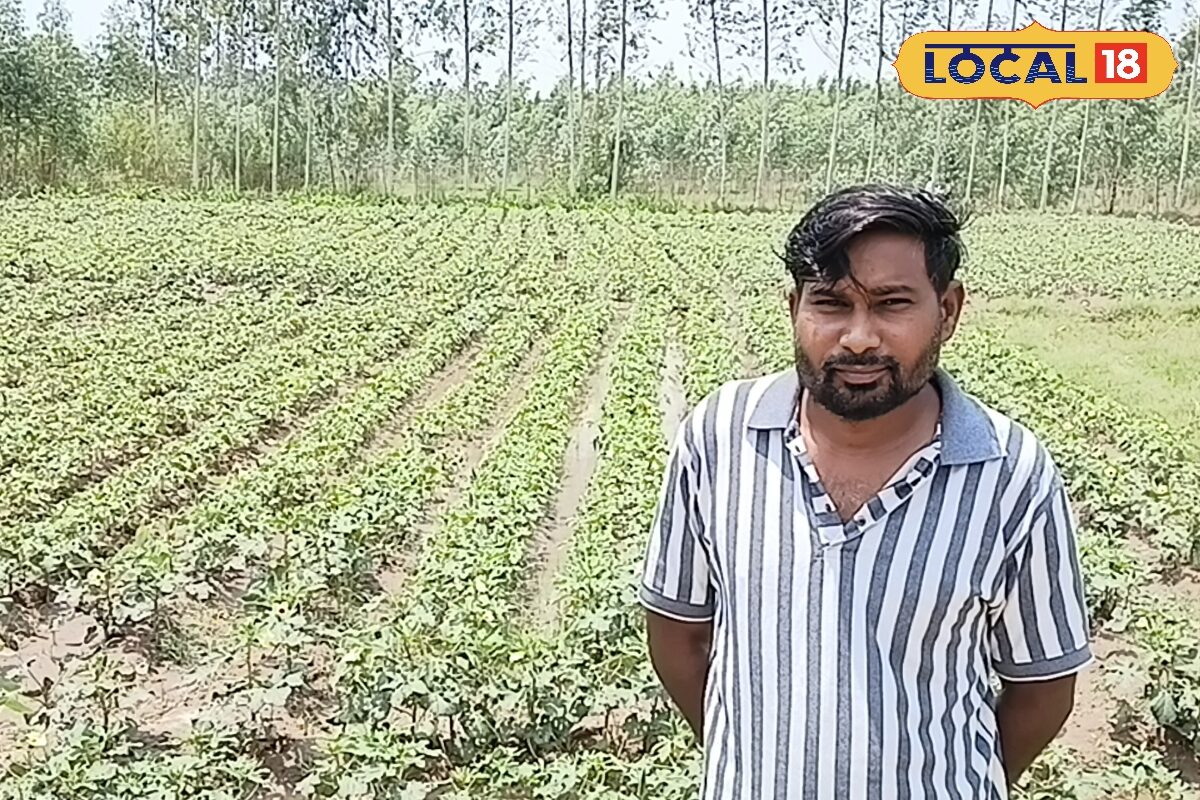 Argo News: धान और गेहूं की खेती से नहीं हो रहा था फायदा, किसान हरदीप ने चुनी अलग राह, अब 4 गुना मुनाफ कमा रहे