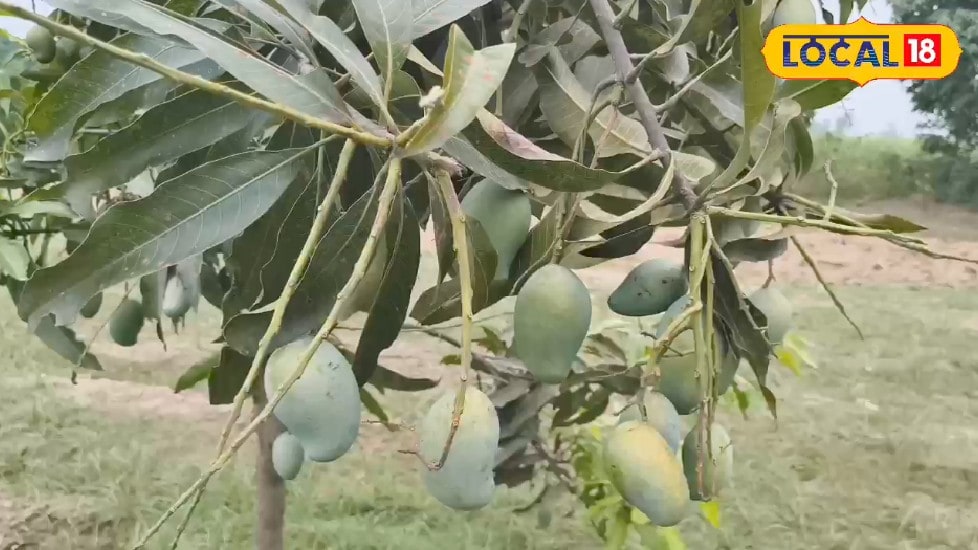 पिता के सपने को बेटे ने किया साकार आम्रपाली आम की बागवानी बनी आय का बड़ा जरिया विटामिन से होता है भरपूर