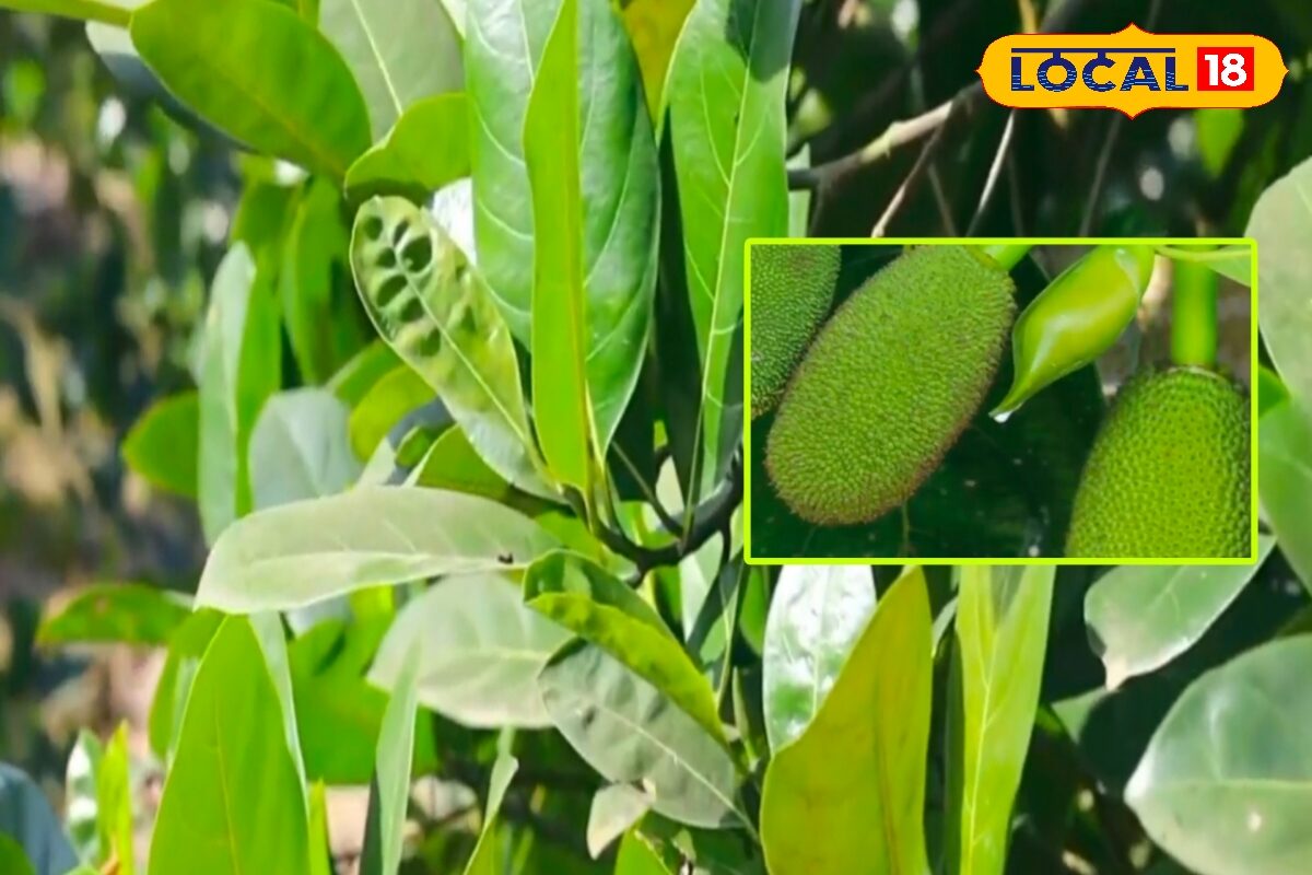 कटहल के फल बीज पत्ते और छाल के चौंकाने वाले फायदे ऊर्जा पाचन दिल और त्वचा के लिए लाभ आयुर्वेदाचार्य की सलाह भी जानें