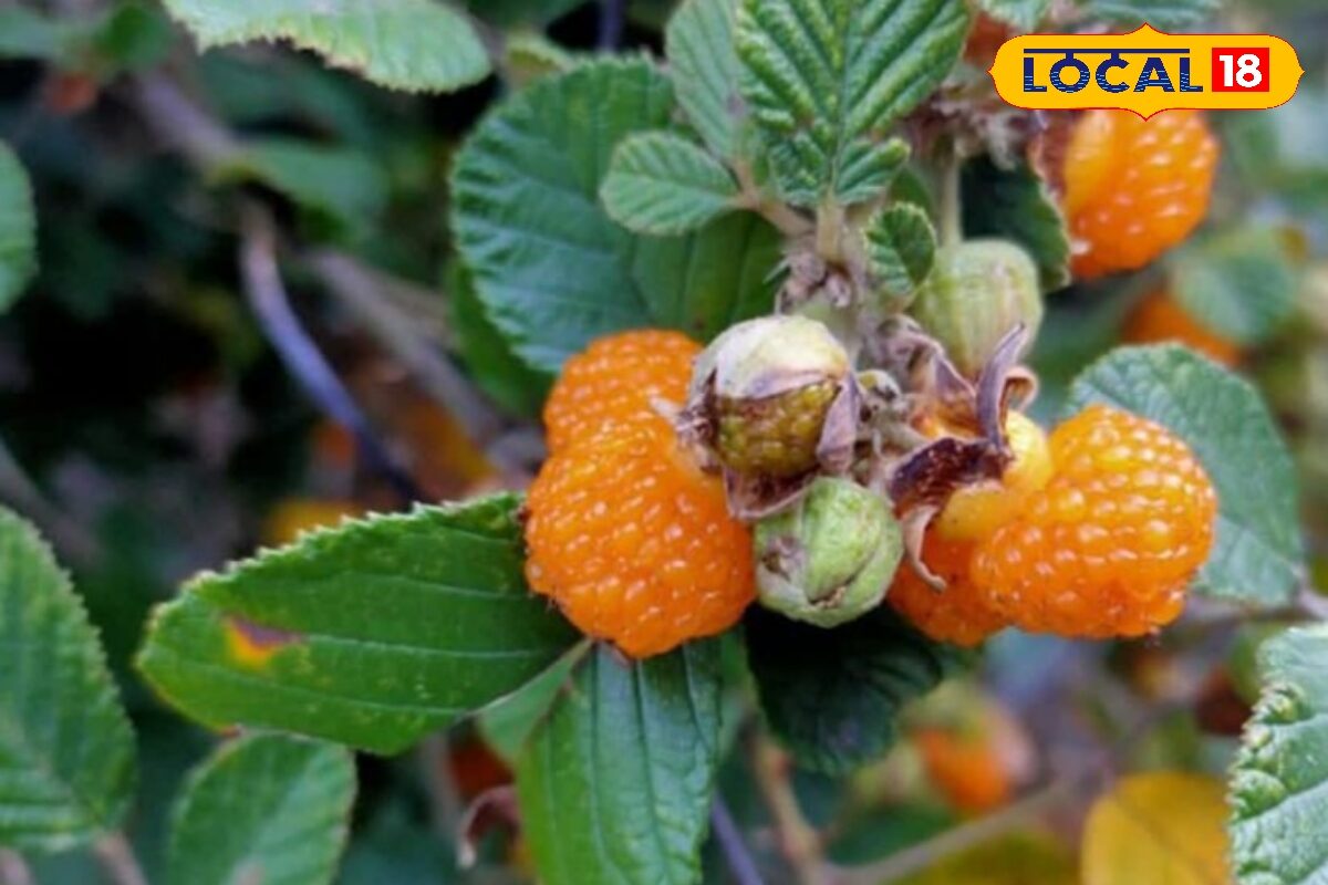 Top 5 Pahadi fruites: काफल से लेकर किलमोड़ा तक उत्तराखंड के जंगलों की ये 5 कैंडीज हैं टेस्ट और हेल्थ का खजाना आज भी देख लौट आता है बचपन