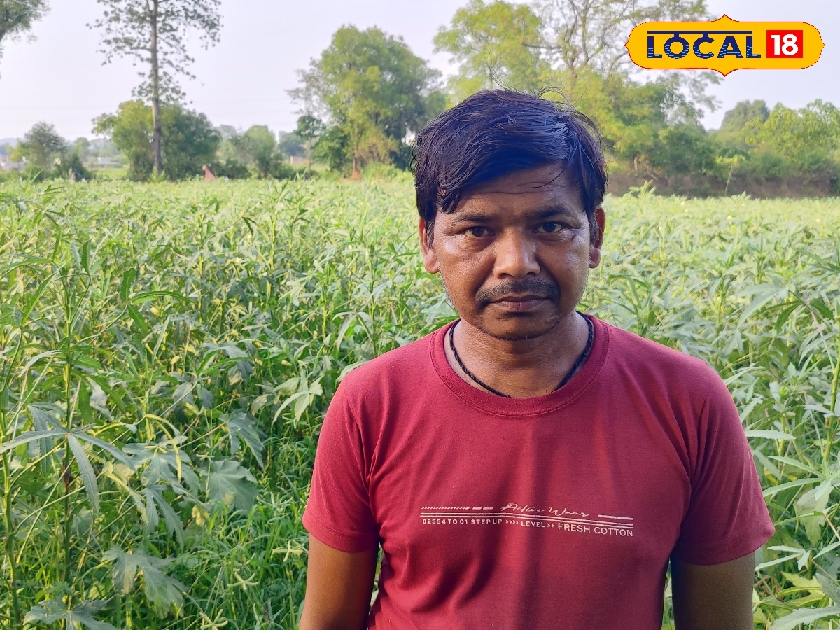 25 हजार लगाए 90 हजार तक कमाए! भिंडी की खेती से मालामाल हो रहे झारखंड के अनिल