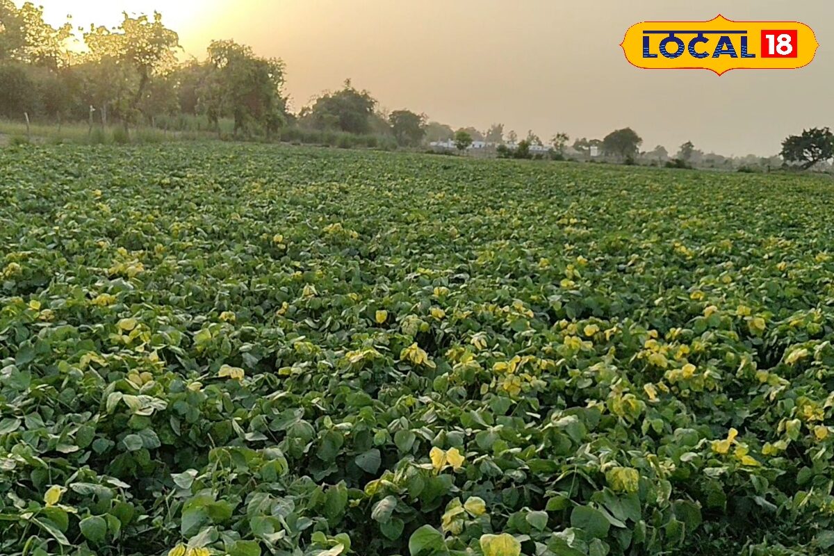 गोंडा के किसान पप्पू यादव के लिए मूंग बना हरा सोना 40 हजार लगाकर की थी खेती अब हुई लाखों की कमाई