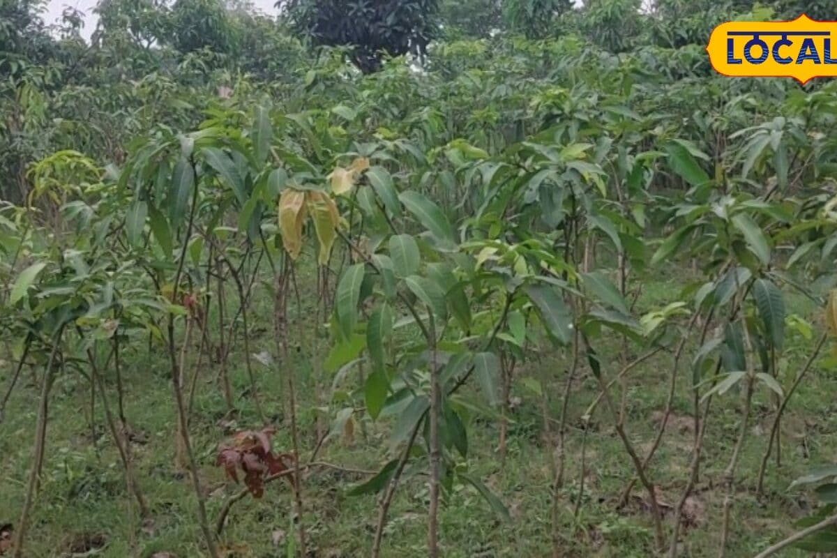 बिहार के मौसम और मिट्टी के लिए आम की बेस्ट किस्में! कम लागत में बंपर पैदावार मुनाफा लाखों में