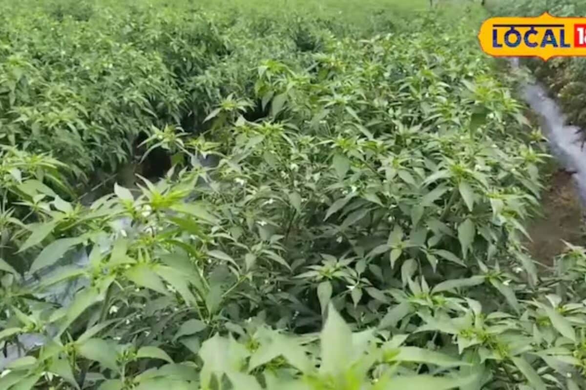 किसान इस तकनीक से करें मिर्च की खेती 1 एकड़ में होगा 00 क्विंटल उत्पादन लाखों में होगी कमाई