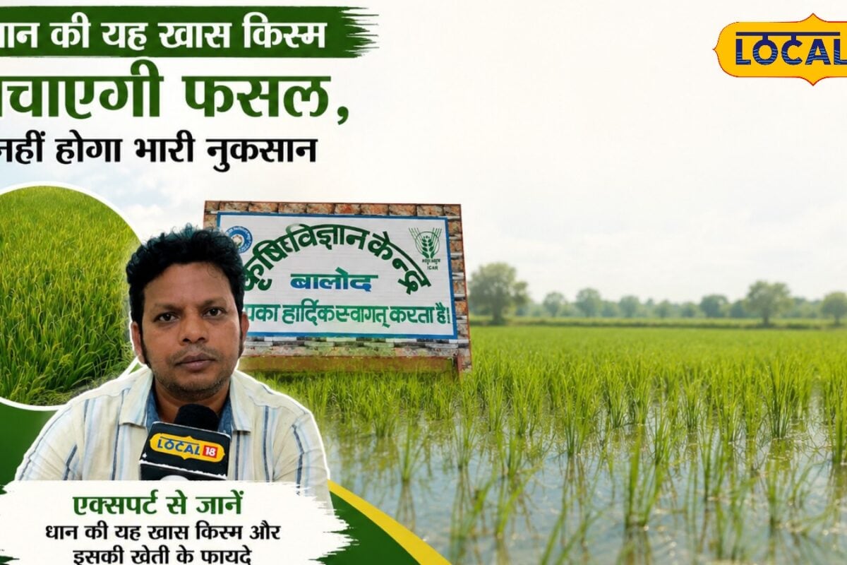 खेत में ज्यादा पानी भरने की टेंशन खत्म! धान की यह किस्म बचाएगी फसल बढ़ेगा उत्पादन