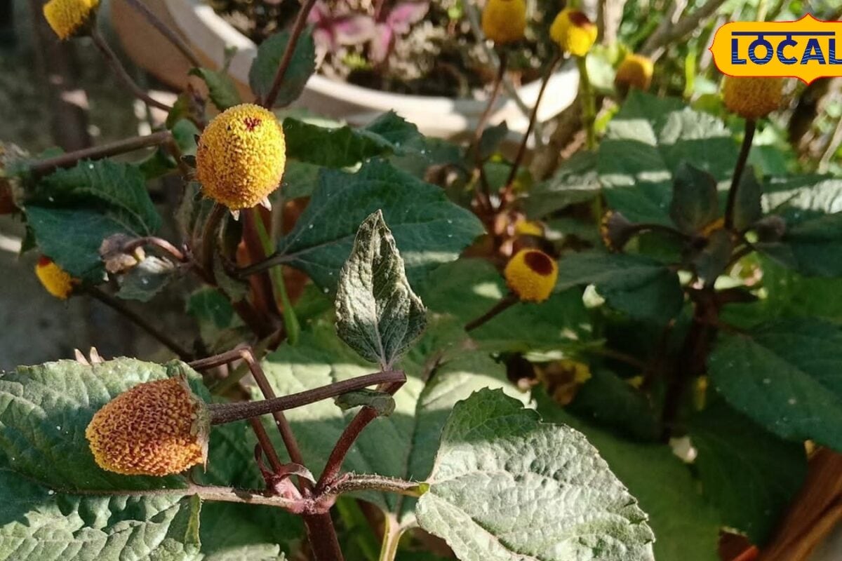 दांत दर्द से लेकर हिचकी तक कई रोगों पर कारगर है अकरकरा यहां जानिए इसके अनगिनत फायदे और इस्तेमाल का तरीका
