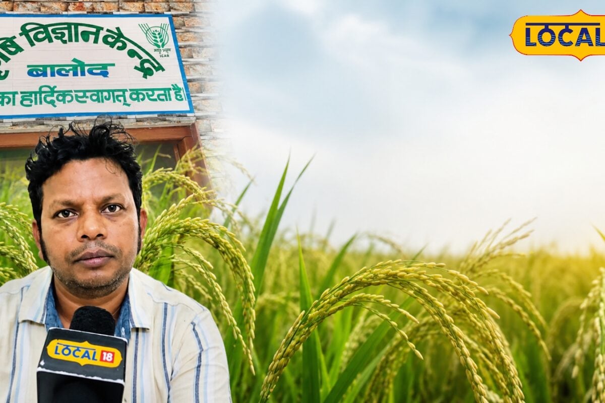 आंधी में भी नहीं गिरेगा पौधा! किसानों की पहली पसंद धान की ये जोरदार किस्म, बंपर उत्पादन के लिए मशहूर