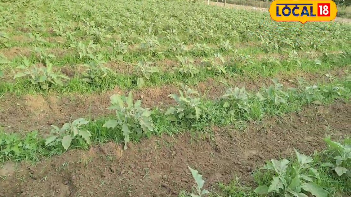 गोंडा के नान बाबू ने पारंपरिक खेती छोड़ उगाया बैंगन ढाई हजार लगाया कमया 60 हजार