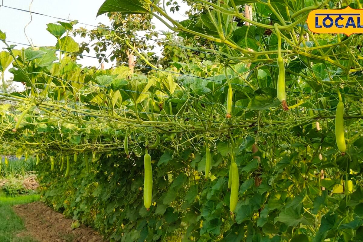 पढ़ाई के साथ खेती गोंडा की प्रीति ने मचान विधि से उगाई लौकी लागत आई 7 हजार आमदनी हुई 60 हजार