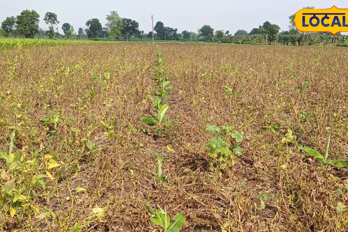 केले के साथ सोयाबीन की खेती का कमाल! बुरहानपुर के सुनील महाजन ने 4 एकड़ में कमाए लाखों बने मॉडल किसान