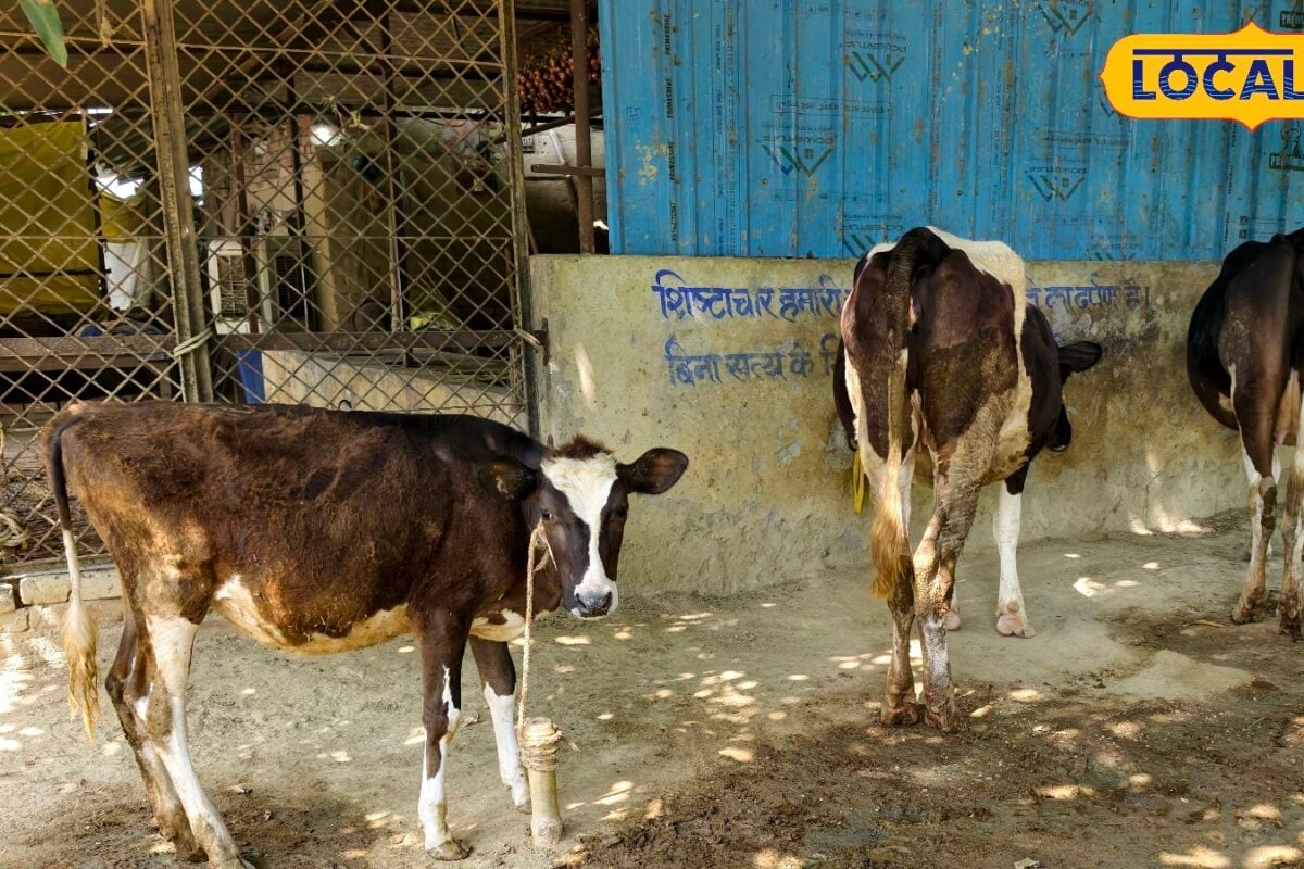 डेयरी फार्म खोलने का है प्लान तो सरकार करेगी आपकी मदद यहां जानिए पूरी स्कीम और  सब्सिडी बेनिफिट्स