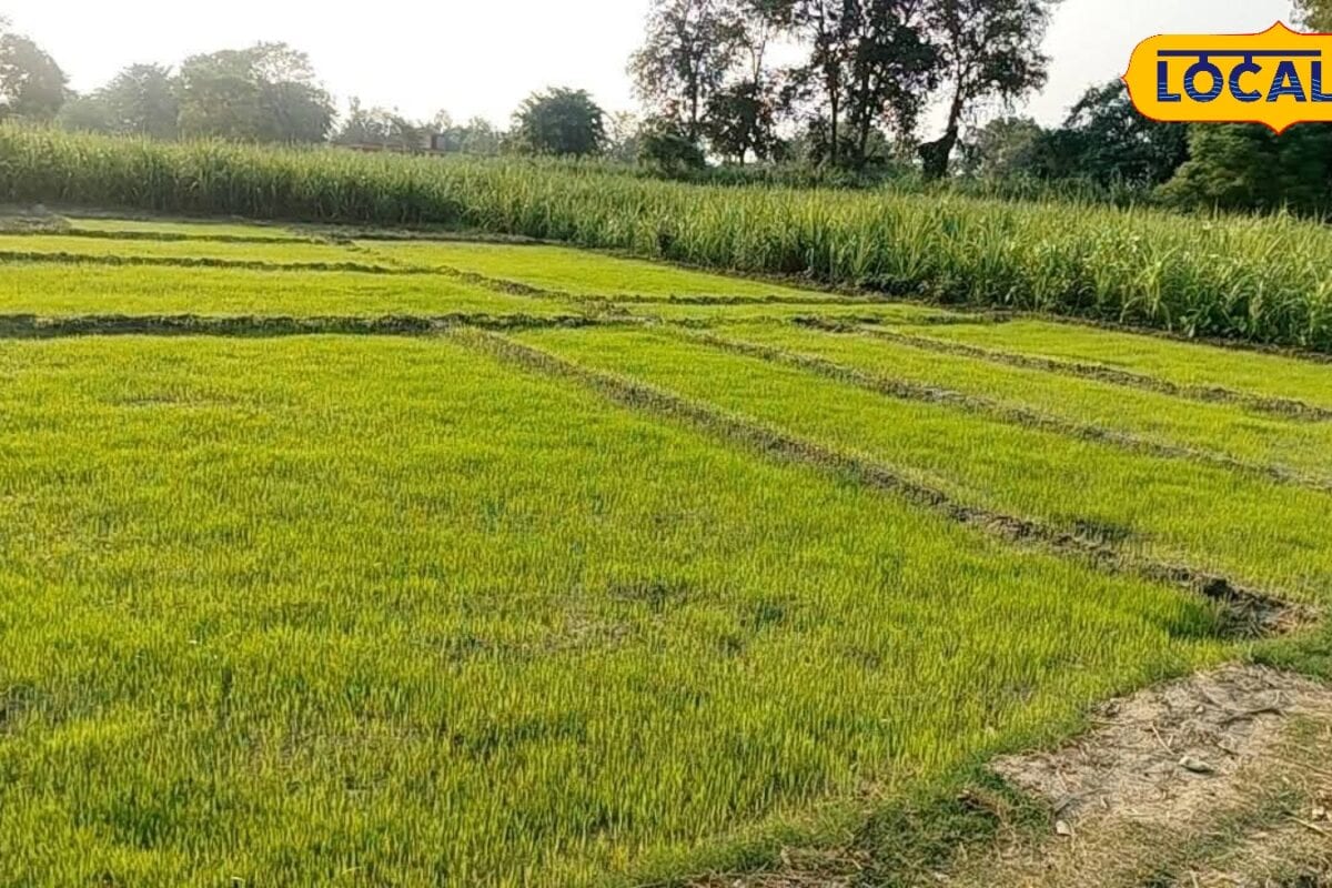 धान की नर्सरी में न करें ये गलतियां! कृषि वैज्ञानिकों ने बताए 4 जरूरी उपाय बढ़ेगी पैदावार