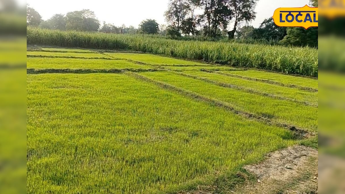 धान की नर्सरी में न करें ये गलतियां! कृषि वैज्ञानिकों ने बताए 4 जरूरी उपाय, बढ़ेगी पैदावार धान की नर्सरी में न करें ये गलतियां! कृषि वैज्ञानिकों ने बताए 4 जरूरी उपाय, बढ़ेगी पैदावार