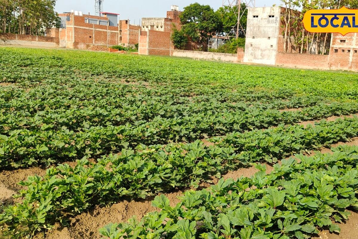 भिंडी की खेती से चमकी किसान की किस्मत गोंडा का किसान कमा रहा लाखों रुपये
