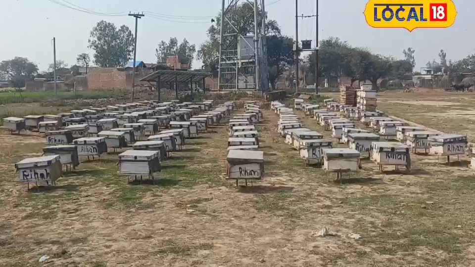 अंडे वही लेकिन तकदीर अलग! जानिए उस जादुई खुराक का राज जो एक साधारण से लार्वा को बना देती है रानी मक्खी
