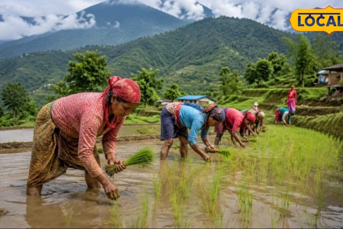 रोपाई या डीएसआर पहाड़ी इलाकों में धान की बुवाई का सबसे बेस्ट तरीका क्या है यहां जानिए