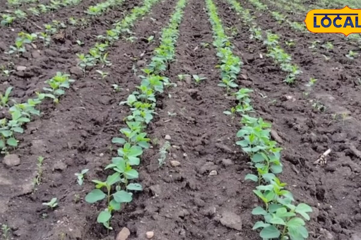 Agriculture News : भीलवाड़ा में सोयाबीन की खेती कर रहे किसानों के लिए अलर्ट बारिश-धूप के बीच ये गलती पड़ सकती है भारी
