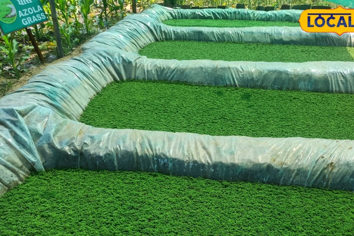 Water Smart Farming: कम पानी में कमाल अजोला घास ने बदल दी युवा किसान विक्रम यादव की तकदीर