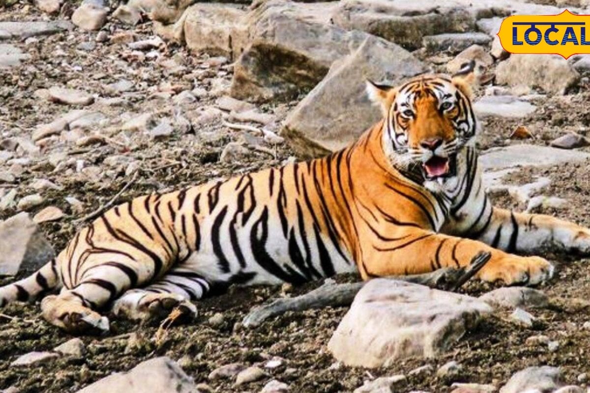 कुंभलगढ़ बनेगा देश का 59वां टाइगर रिजर्व मेवाड़ के जंगलों में फिर गूंजेगी बाघों की दहाड़