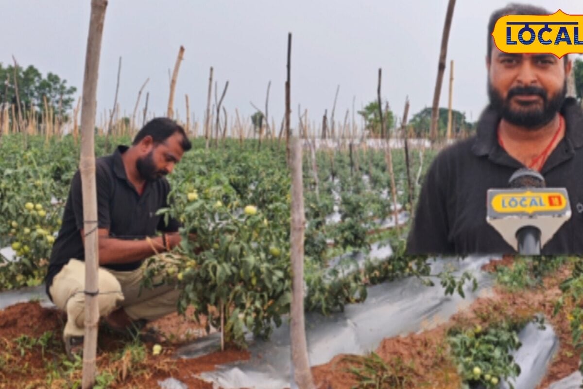 धान-आलू छोड़ इस युवा किसान ने शुरू किया ग्राफ्टेड टमाटर की खेती 2 एकड़ खेत से कमा रहा लाखों रुपये