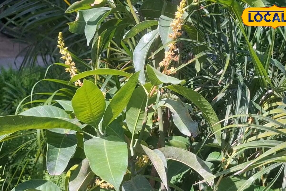 आम खाने के हैं शौकीन तो बस गमले में लगा लें यह ऑल टाइम आम का पौधा यकीन मानिए हर मौसम में मिलेगा ताजा फल