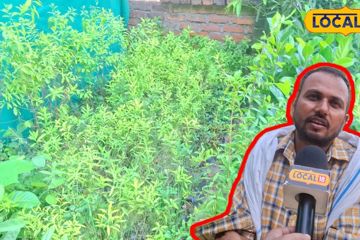 खाली पड़ी है खेत तो लगा दें यह जादूई पेड़ और 15 साल में बन जाएं करोड़पति