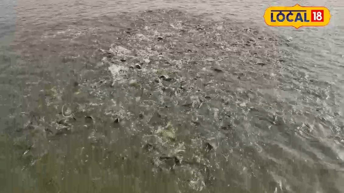 मछली पालन से करनी है बंपर कमाई तो सरकार करेगी आपकी मदद जानिए क्या है 60% सब्सिडी वाली योजना जो बना रही है मालामाल