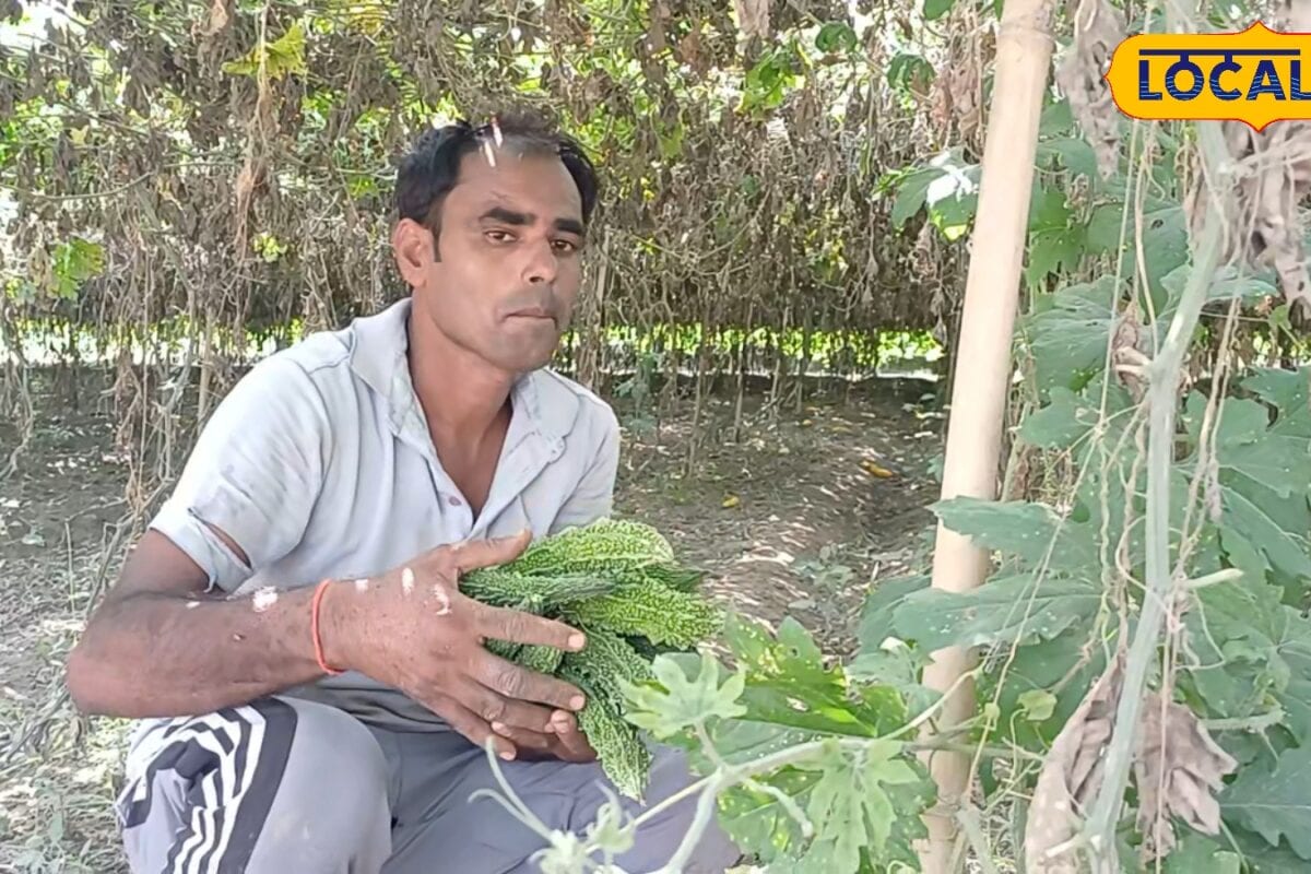 रामपुर के इमरता गांव के सर्वेश एक एकड़ में 60 हजार की लागत से करेला की खेती से कमाए दो लाख हैदराबाद की मंडी तक जलवा