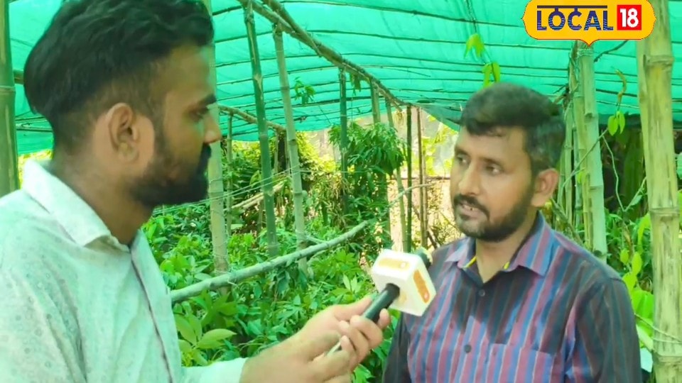 मियाजाकी से ब्लैक कस्तूरी तक! 92 किस्मों के आम उगाकर छाए विकास जानें बिहार के ग्लोबल मैंगो मैन को