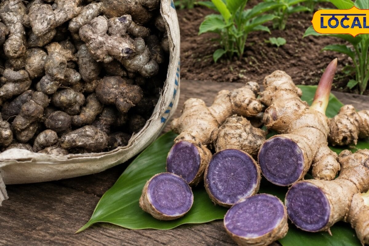 Agriculture News: उदयपुर में पहली बार शुरू हुई काली अदरक की खेती किसानों के लिए खुल सकते हैं कमाई के नए रास्ते