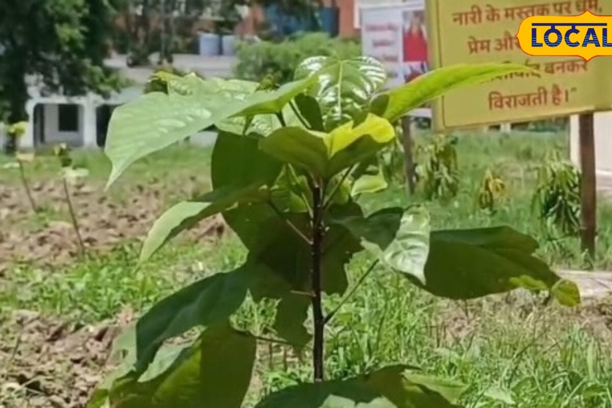 Bihar Sindoor Park: बिहार में सिंदूर की खेती का नया मॉडल बनेंगे दो सिंदूर पार्क जानें BAU का पूरा प्रोजेक्ट