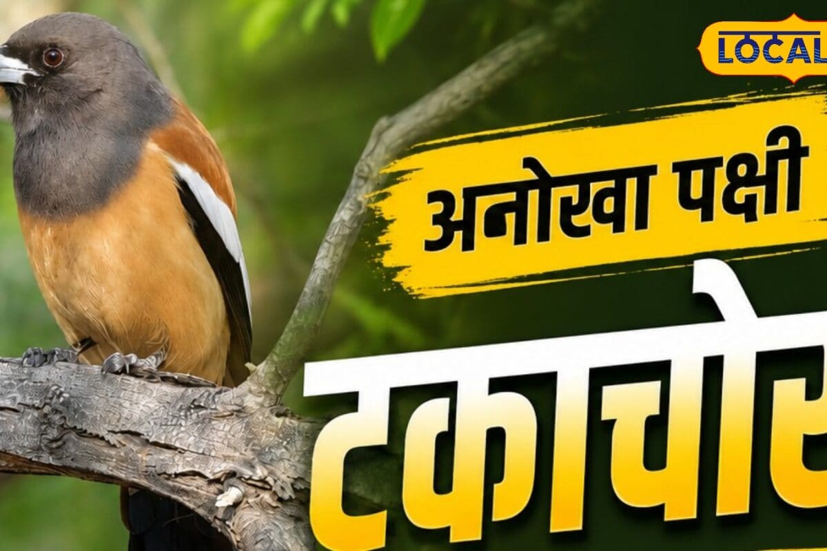 बाघ के दांत साफ करने वाला अनोखा पक्षी पहुंचा केवलादेव पक्षी प्रेमियों की बढ़ी उत्सुकता