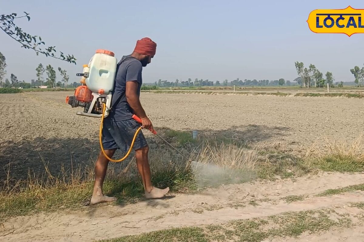 धान की रोपाई से पहले करें ये काम वरना कीट और खरपतवार बिगाड़ देंगे फसल का काम!