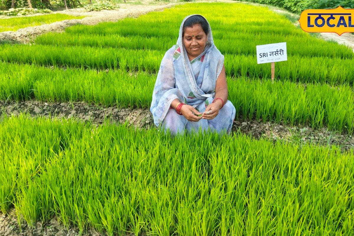 एसआरआई विधि में कम उम्र के धान के पौधों का किया जाता है रोपण कम लागत में बंपर पैदावार महिला किसान गिरिजा देवी दिखा रहीं नया मॉडल