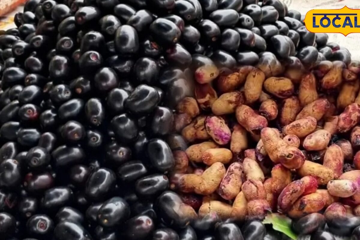 Jamun Seeds Benefits: जामुन की गुठली फेंकने से पहले पढ़ लें ये खबर, डायबिटीज से लेकर पेट की समस्याओं में ऐसे पहुंचाती है फायदा