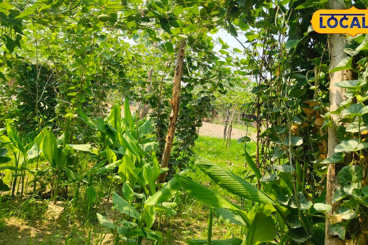 मिश्रित खेती का बढ़ता क्रेज किसान ने परवल के साथ लगाया हल्दी सालाना कमा रहा लोखों रुपये