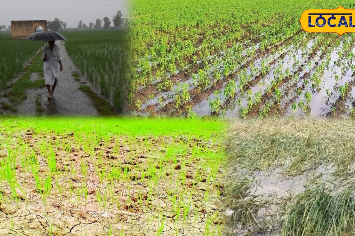 एक भूल और क्लेम हो सकता है खारिज! फसल बीमा का लाभ पाने के लिए किसान जरूर रखें इन जरूरी बातों का ध्यान