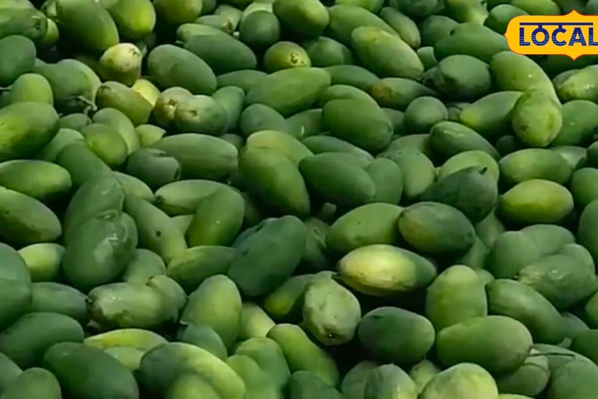 खट्टा-मीठा स्वाद और ऐतिहासिक विरासत का अनोखा मेल है तामूरिया आम जानिए कैसे पड़ा इसका ये नाम