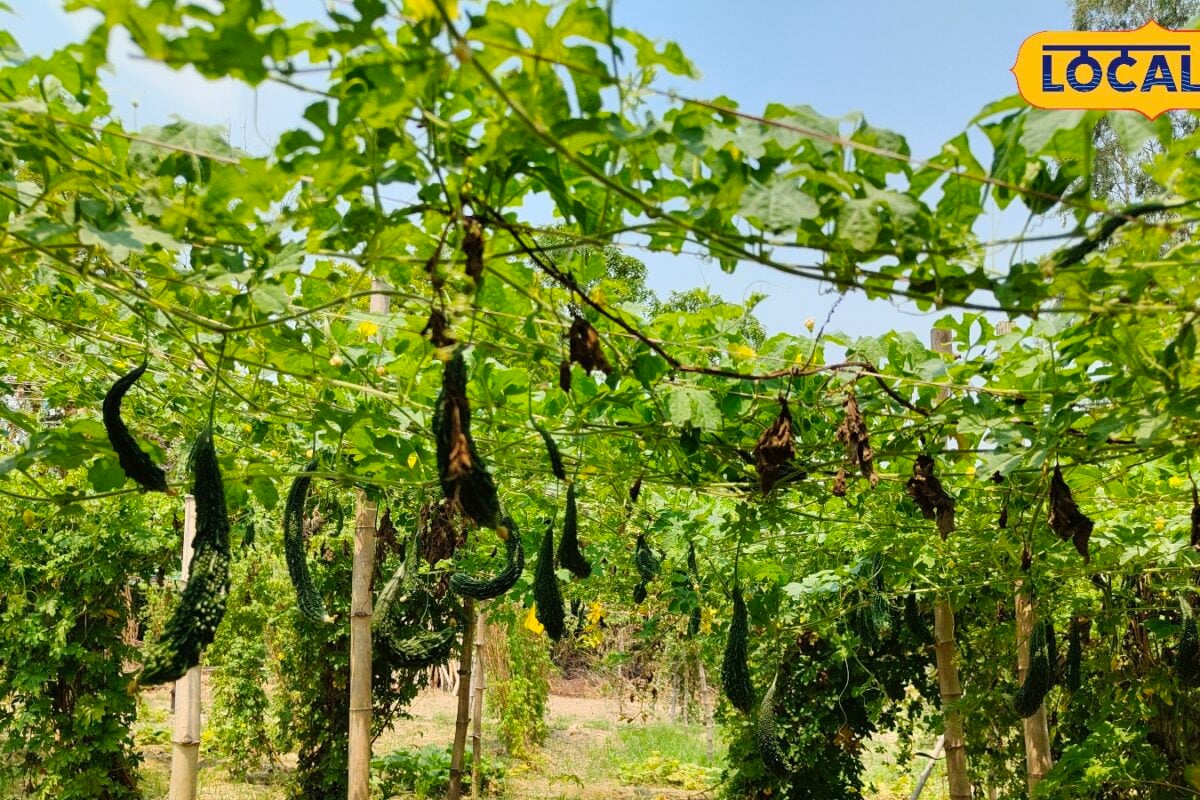 युवा किसान ने मचान विधि से की करेले की खेती 2500 की लागत में 60 हजार तक कमाई 60 दिन में फसल तैयार