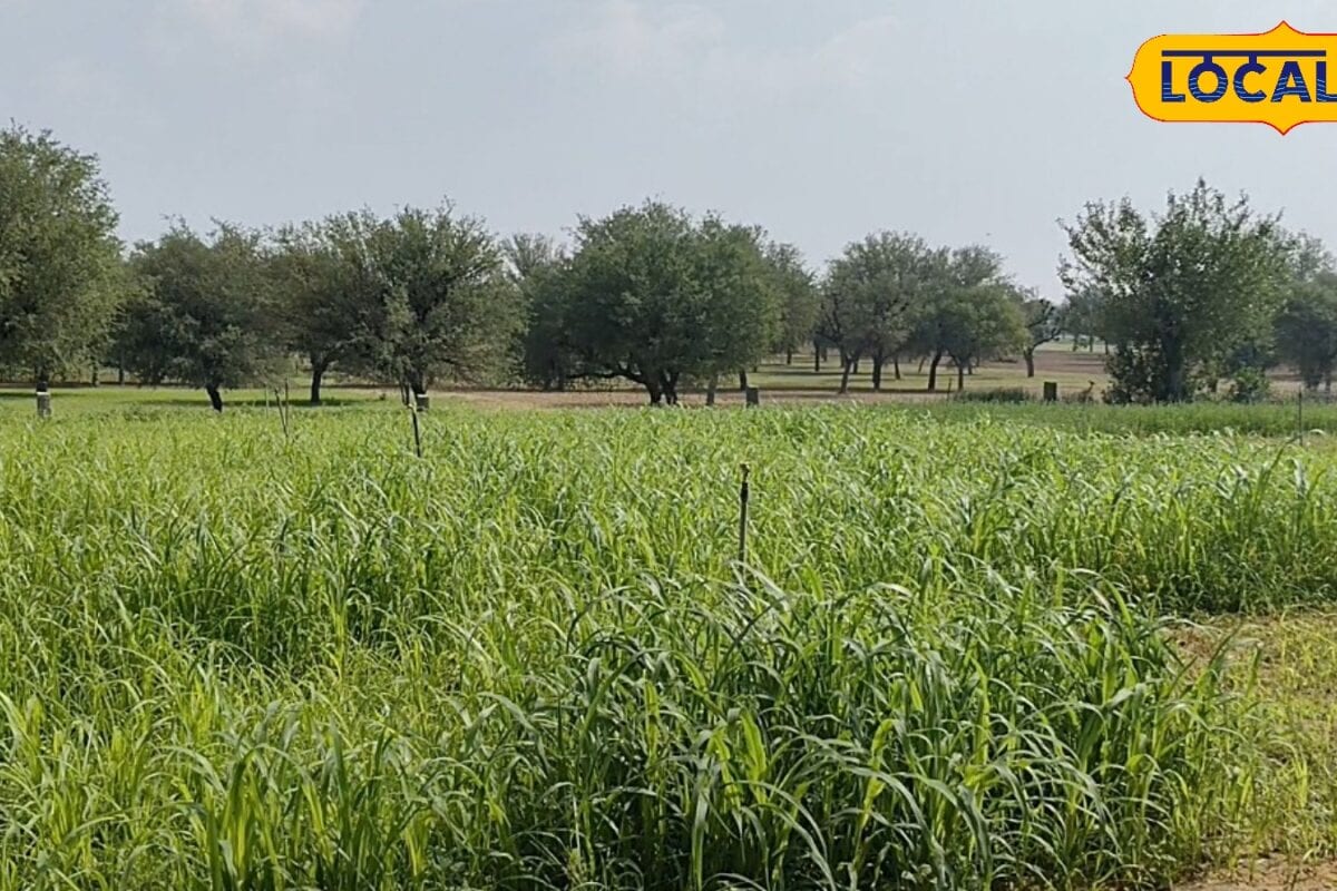 Agriculture Tips: कीट, रोग और खरपतवार से बचानी है फसल, विशेषज्ञ ने बताए सही पहचान और नियंत्रण के आसान उपाय
